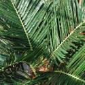 Palmera artificial
