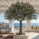 Olivo artificial altura 360 cm - Lifestyle